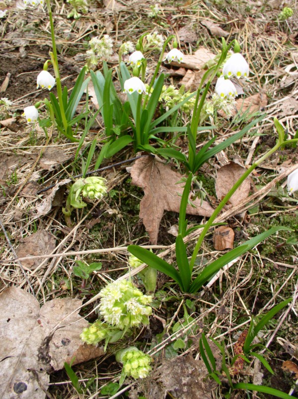 údolí Světňovského potoka 03 11_4_2010.jpg